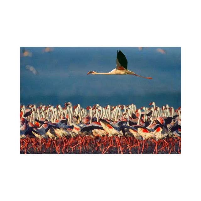 Lesser Flamingo Flying Over Flock, Lake Nakuru, Kenia von Tim Fitzharris - Galerie-Giclée auf Leinwand Sansibar Home Größe: 66,04 cm H x 101,6 cm B x on Productcaster.