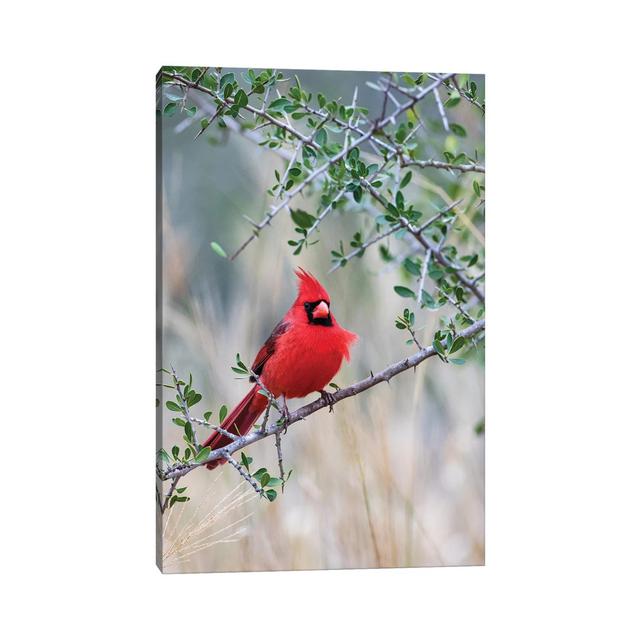 Northern Cardinal Perched by Larry Ditto - Wrapped Canvas Art Prints Latitude Run Size: 30.48cm H x 20.32cm W x 1.91cm D on Productcaster.