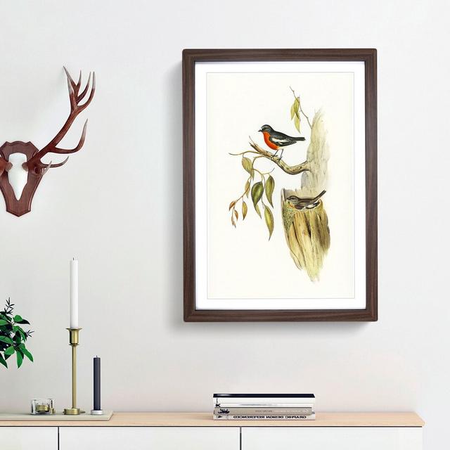 Flame-Breasted Robin by Elizabeth Gould - Picture Frame Painting Print East Urban Home Frame Option: Walnut Framed, Size: 65cm H x 48cm W x 2cm D on Productcaster.