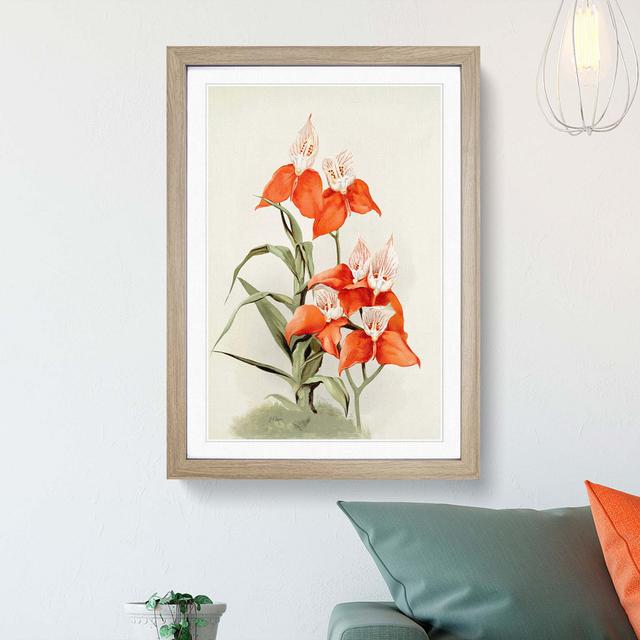 Magnolia Flowers Illustration Tab. 15 by Frederick Sander - Picture Frame Painting Print East Urban Home Size: 50cm H x 35cm W x 2cm D, Frame Option: on Productcaster.