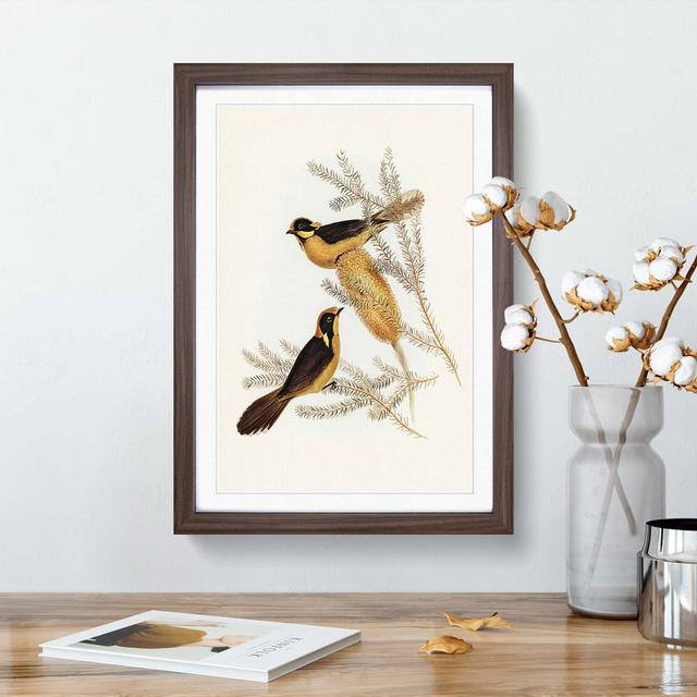 Helmeted Honeyeater by Elizabeth Gould - Picture Frame Painting Print East Urban Home Frame Option: Walnut Framed, Size: 36cm H x 27cm W x 2cm D on Productcaster.