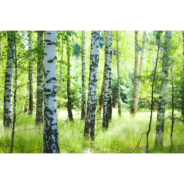 Spring Birch Forest by Konradlew - Wrapped Canvas Print Alpen Home Size: 20cm H x 30cm W on Productcaster.