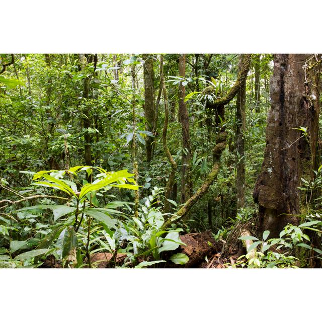 Interior Of A Tropical Rainforest - Wrapped Canvas Print 17 Stories Size: 30cm H x 46cm W x 3.8cm D on Productcaster.