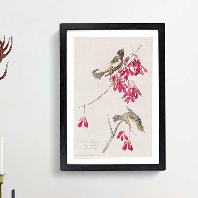 Rice Birds by John Audubon - Picture Frame Painting Print East Urban Home Frame Option: Black Framed, Size: 36cm H x 27cm W x 2cm D on Productcaster.