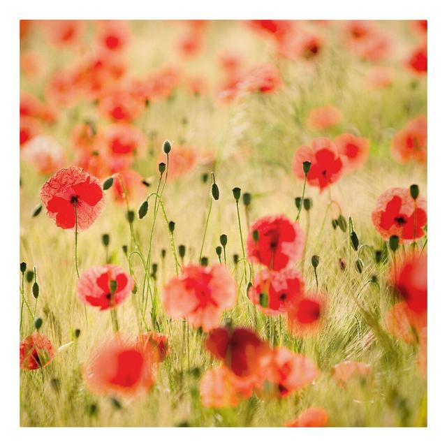 Summer Poppies Rosalind Wheeler Format: Leinwand 260g/m², Farbe: Rot, Größe: 50 cm H x 50 cm B on Productcaster.