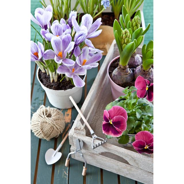 Spring Flowers by Picalotta - Wrapped Canvas Photograph Marlow Home Co. Size: 91cm H x 61cm W on Productcaster.