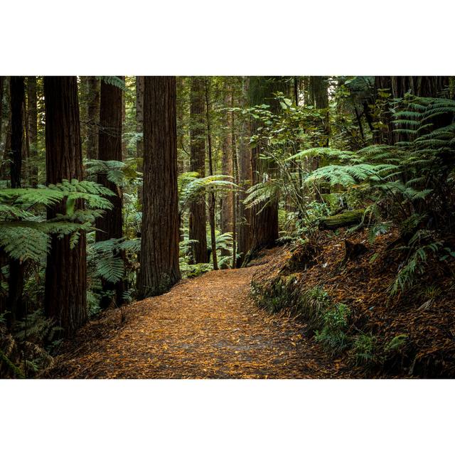 Rotorua Redwoods Stand by Rod Hill - Wrapped Canvas Photograph Alpen Home Size: 20cm H x 30cm W x 3.8cm D on Productcaster.