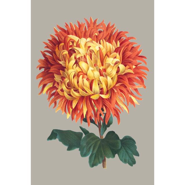 Chrysanthemum On Grey I by Vision Studio - Wrapped Canvas Painting Rosalind Wheeler Size: 76cm H x 51cm W on Productcaster.