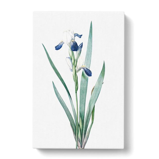 Tall-Bearded Iris Flowers by Pierre-Joseph Redoute - Wrapped Canvas Painting Print East Urban Home Size: 50cm H x 35cm W x 3cm D on Productcaster.