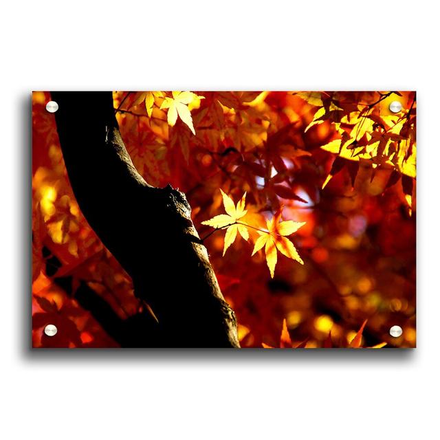 Tree Trunk Autumn Forest - Unframed Photograph Print on Acrylic East Urban Home Size: 21cm H x 29.7cm W on Productcaster.