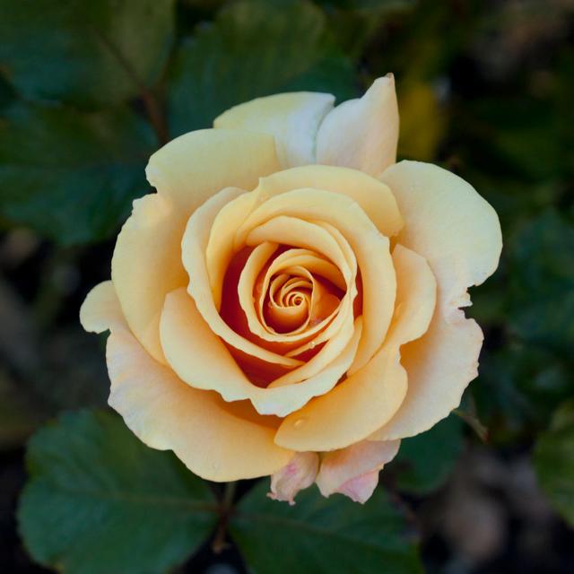 Orange Rose by Brackish_Nz - Wrapped Canvas Photograph Latitude Run Size: 30cm H x 30cm W on Productcaster.