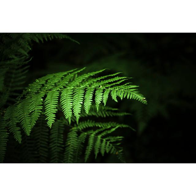 Ferns by Jlgutierrez - No Frame Print on Canvas 17 Stories Size: 81cm H x 122cm W on Productcaster.