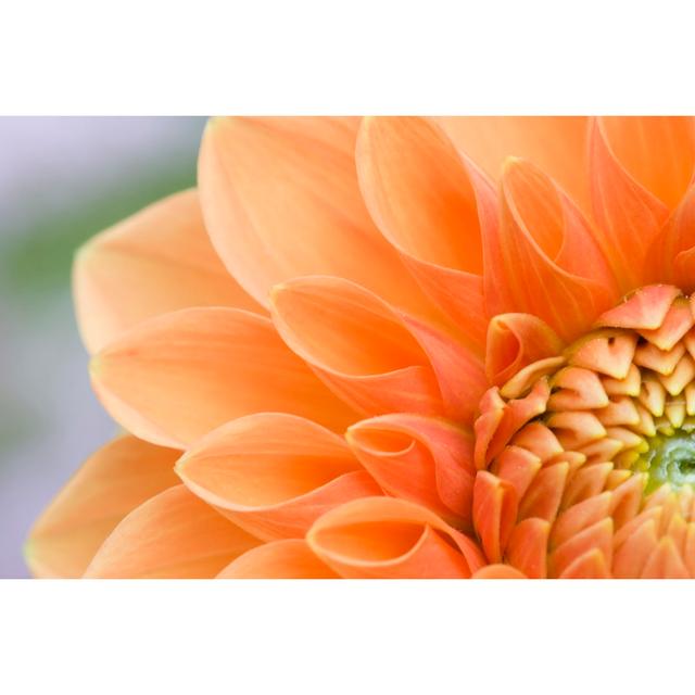 Macro View Of Orange Dahlia by Dmathies - Print 17 Stories Size: 20cm H x 30cm W x 3.8cm D on Productcaster.