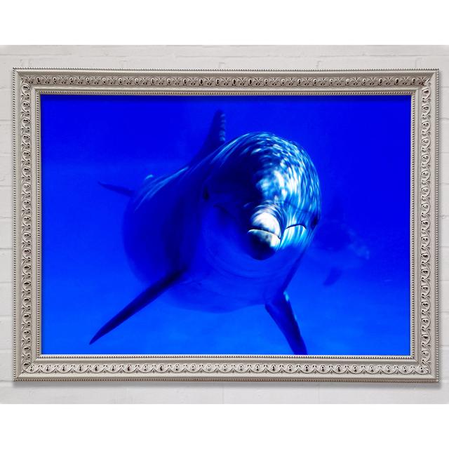 Dolphins Curiosity Framed Print Highland Dunes Size: 29.7cm H x 42cm W on Productcaster.