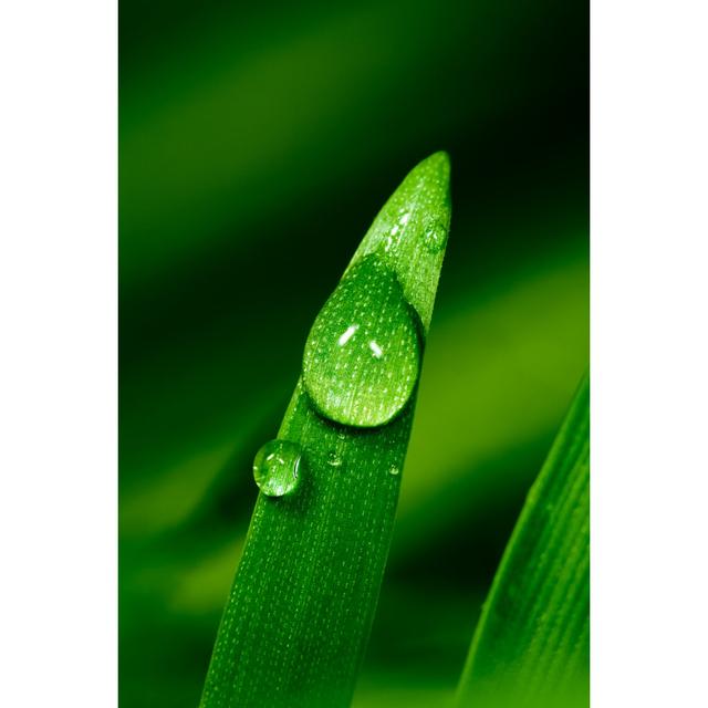 Blade Of Grass von Pawel.gaul - Kunstdrucke auf Leinwand ohne Rahmen ModernMoments Größe: 122cm H x 81cm B on Productcaster.