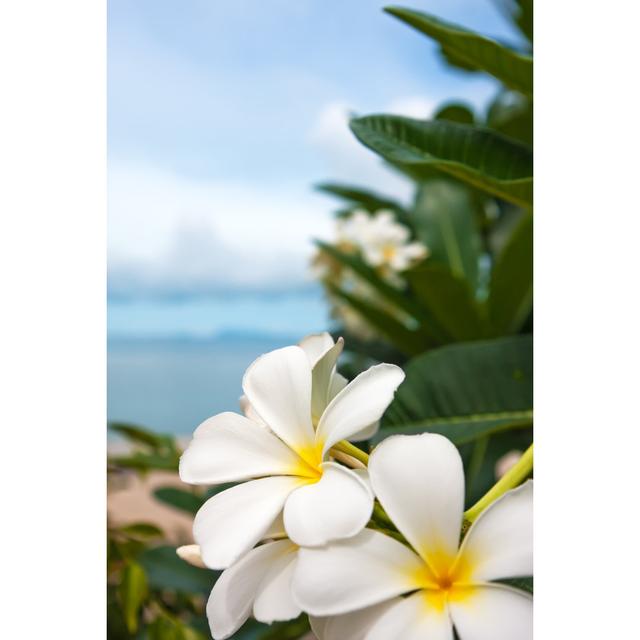 Plumeria Flowers by Preto_perola - Wrapped Canvas Print Ebern Designs Size: 91cm H x 61cm W on Productcaster.