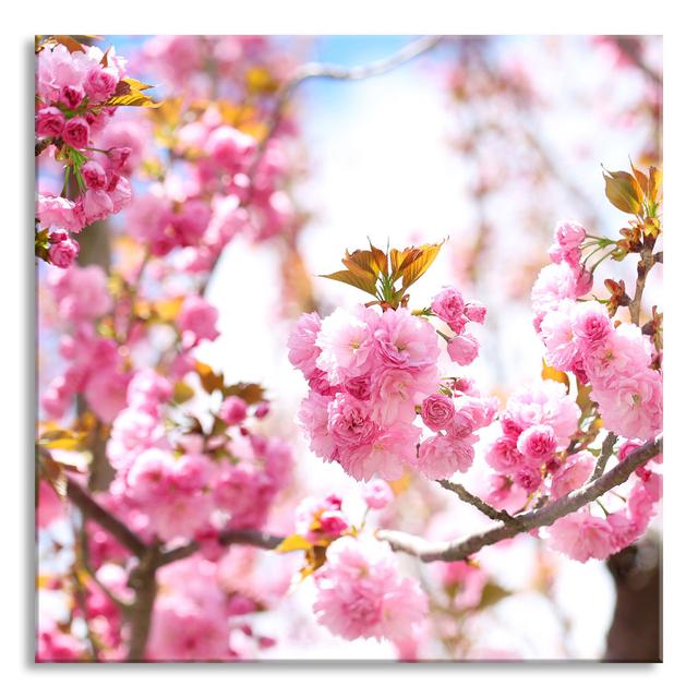 Beautiful Cherry Blossoms - No Frame Print on Glass Brayden Studio Size: 70cm H x 70cm W x 0.4cm D on Productcaster.