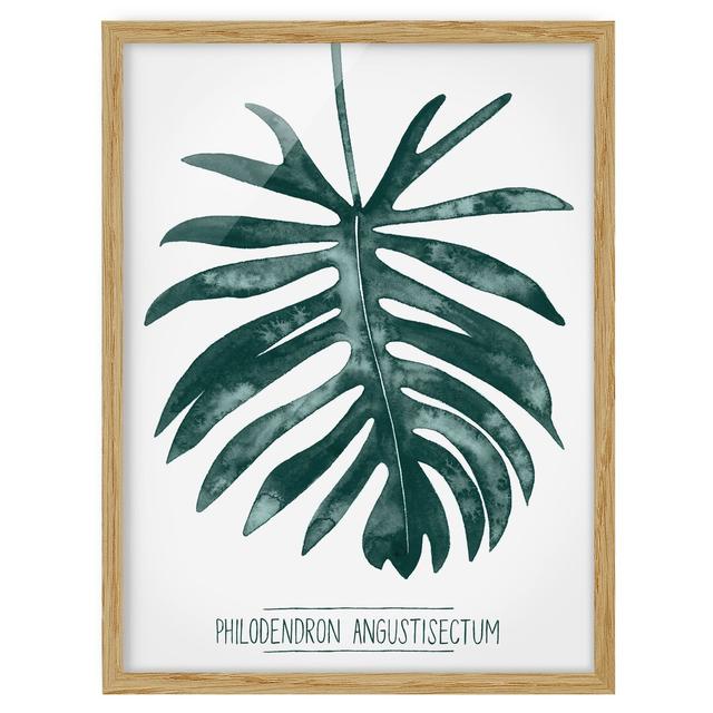 Emerald Green Philodendron Angustisectum - Picture Frame Painting Bay Isle Home Size: 55cm H x 40cm W x 2cm D, Frame Option: Brown on Productcaster.