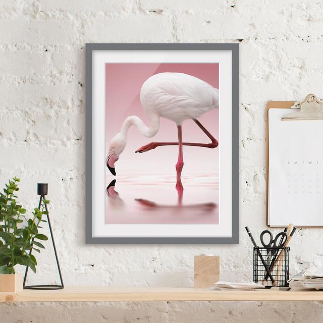 Gerahmtes Poster Flamingo Dance East Urban Home Rahmenoptionen: Mattes Grau, Größe: 100 cm H x 70 cm B on Productcaster.