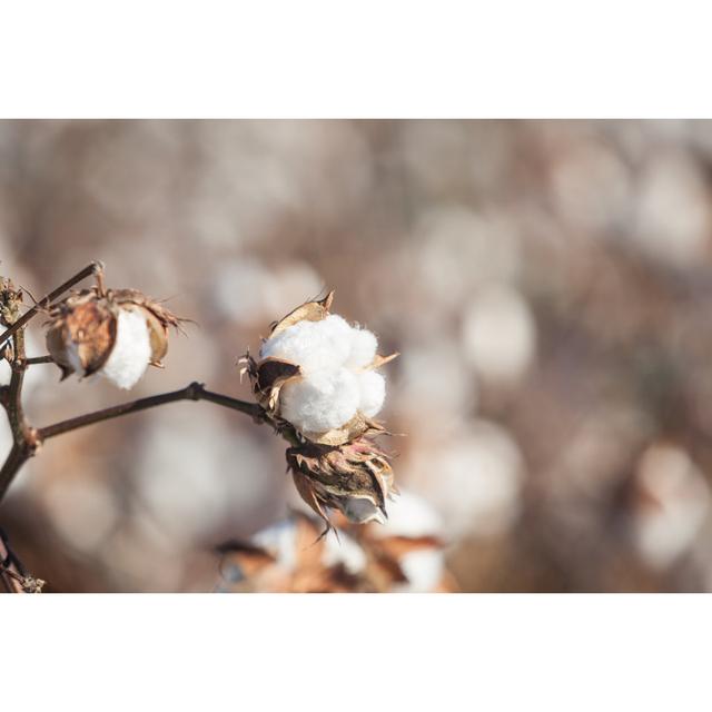 Full Frame Photo Of Cotton Field by Selimaksan - No Frame Art Prints on Canvas 17 Stories Size: 30cm H x 46cm W on Productcaster.