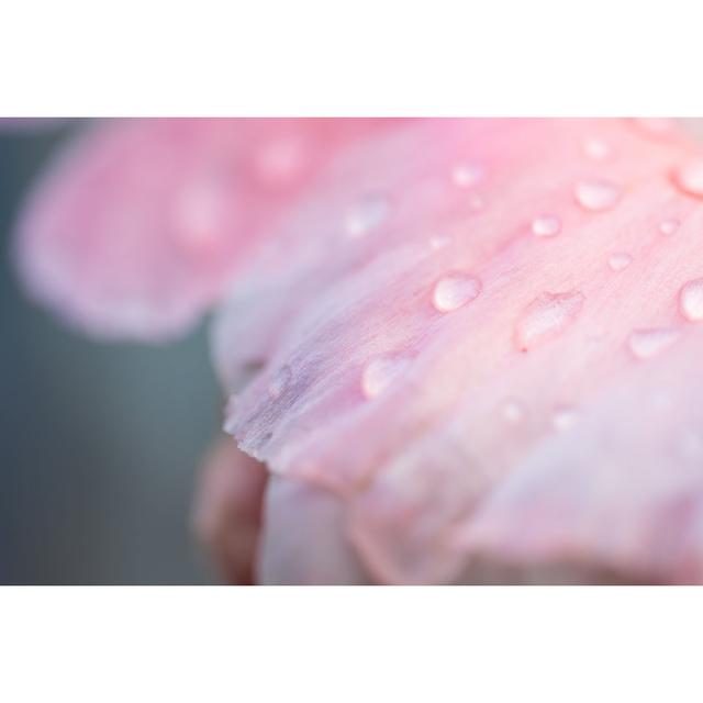 Pink Flower - Wrapped Canvas Photograph 17 Stories Size: 61cm H x 91cm W on Productcaster.