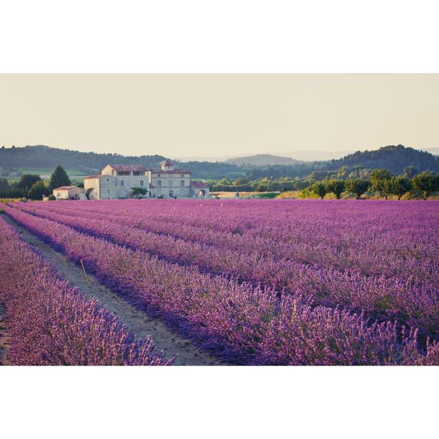 A Field Of Lavender Plants In Rows by Pawel.Gaul - Wrapped Canvas Art Prints Lily Manor Size: 81cm H x 122cm W x 3.8cm D on Productcaster.