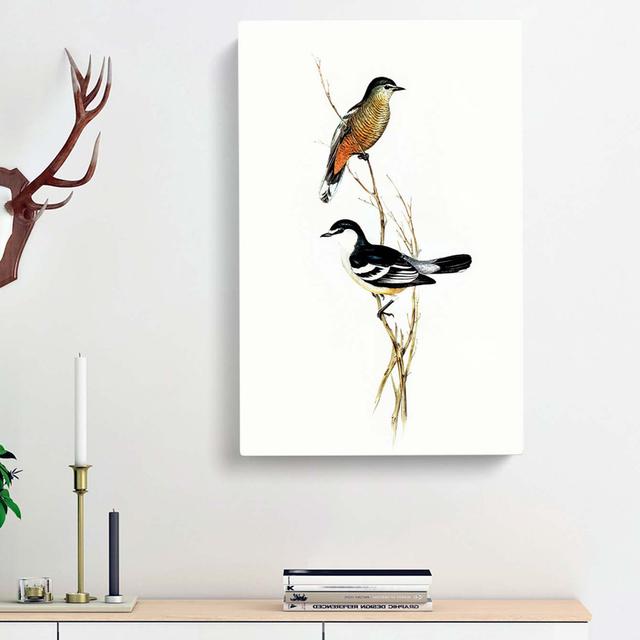 Black White Cuckoo Shrike by Elizabeth Gould - Wrapped Canvas Painting Print East Urban Home Size: 60cm H x 40cm W x 3cm D on Productcaster.