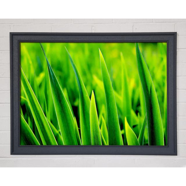 Green Leaf Shafts - Single Picture Frame Art Prints Ebern Designs Size: 21cm H x 29.7cm W on Productcaster.