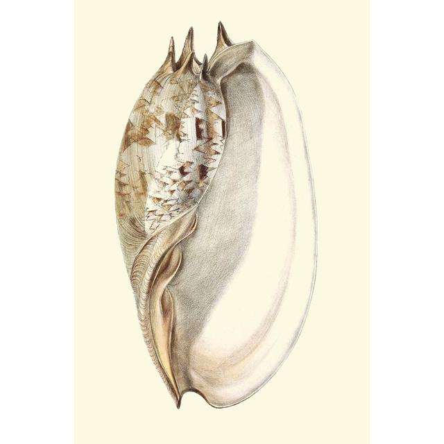 Splendid Shells IV House of Hampton Size: 76cm H x 51cm W x 3.8cm D on Productcaster.