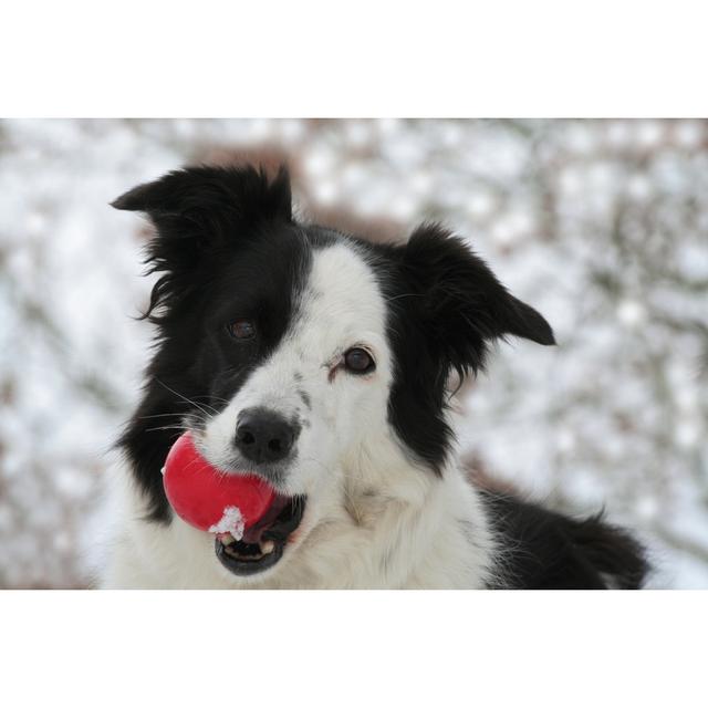 Ball Lover von Happyborder - Druck ohne Rahmen auf Leinwand Brambly Cottage Größe: 20 cm H x 30 cm B on Productcaster.