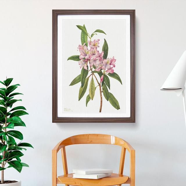 Rose Bay Rhododendron by Mary Vaux Walcott - Picture Frame Painting East Urban Home Frame Option: Walnut Framed, Size: 36cm H x 27cm W x 2cm D on Productcaster.