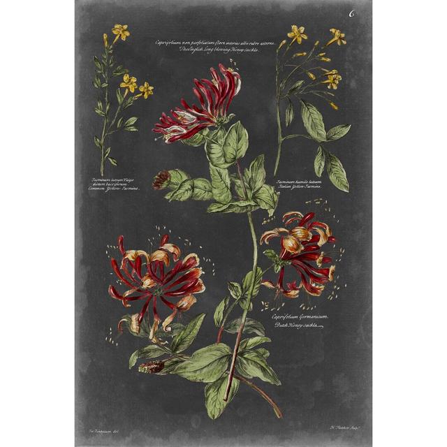 Vintage Botanical Chart II - Wrapped Canvas Painting August Grove Size: 46cm H x 30cm W on Productcaster.