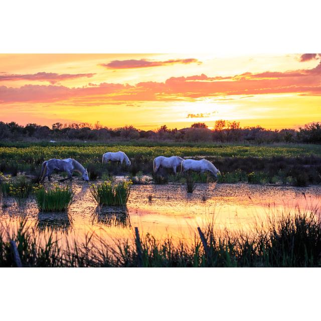 White Horses In The Camargue by Gui00878 - Wrapped Canvas Print 17 Stories Size: 61cm H x 91cm W x 3.8cm D on Productcaster.