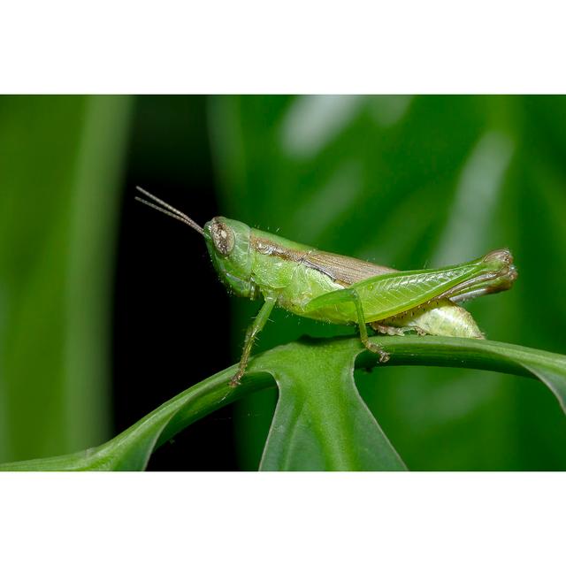 Grasshoppers by Puripat Penpun - Wrapped Canvas Print 17 Stories Size: 20cm H x 30cm W on Productcaster.