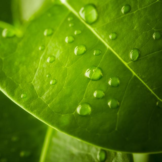 Close Up Photo Of Water Droplets On A Leaf von Pixedeli - Leinwanddrucke 17 Stories Größe: 60 cm H x 60 cm B on Productcaster.