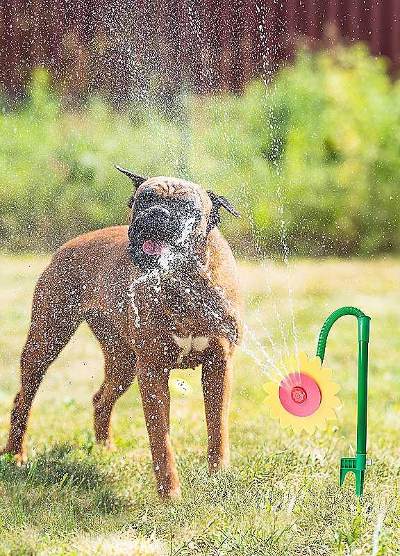 Petbrands Dog Flower Sprinkler on Productcaster.