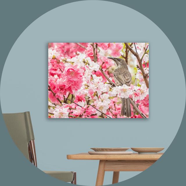 AUSTRALISCHER FRÜHLING - Little Wattlebird im blühenden Kirschbaum | hochwert. Druck: Fotopapier auf Alu-Dibond | signiert | 67 × 50 cm on Productcaster.