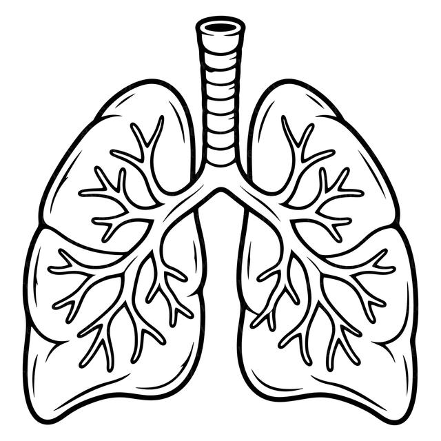Lungenanatomie SVG, Cliparts menschlicher Lungen, Atmungssystem SVG, Medizinische Lungengrafik, Arzt-SVG, Anatomie-Design, Gesundheitswesen SVG on Productcaster.
