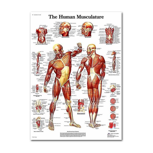 Anatomisk affischuppsättning - Laminerad - Muskulös, Skelett, Matsmältnings, Andningsorgan, Cirkulations, Endokrina, Lymfatiska, Man & Kvinna Repro... on Productcaster.