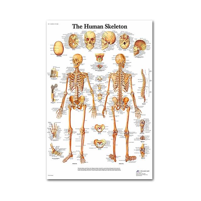 Anatomical Poster Set - Laminated - Muscular, Skeletal, Digestive, Respiratory, Circulatory, Endocrine, Lymphatic, Male & Female Reproductive, Nerv... on Productcaster.