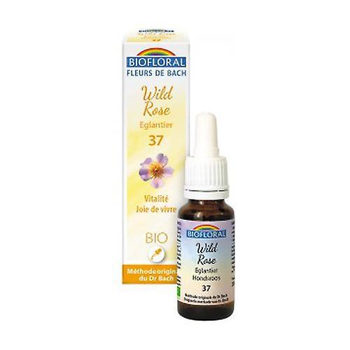 Biofloral Organic dog rose 20 ml of floral elixir on Productcaster.