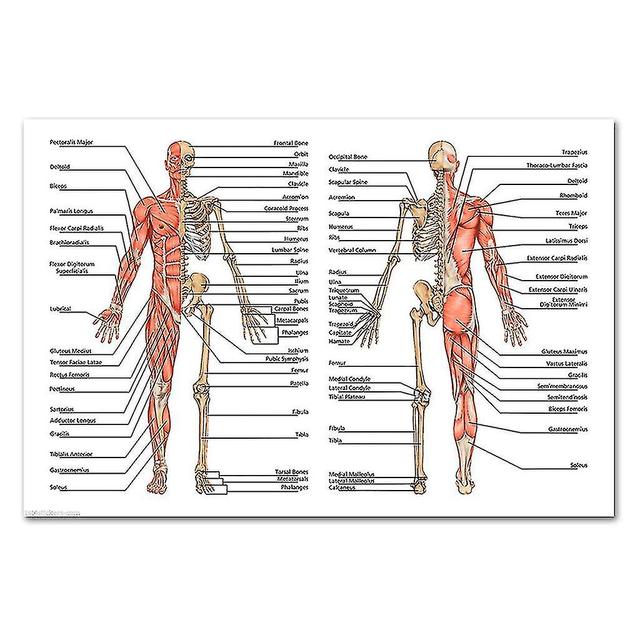 Anatomical Poster Set - Laminated - Muscular, Skeletal, Digestive, Respiratory, Circulatory, Endocrine, Lymphatic, Male & Female Reproductive, Nerv... on Productcaster.