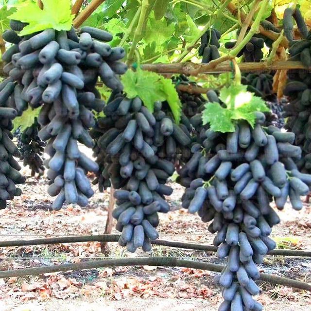 30 Pcs Grape Seeds Moisture Demand High-fiber Crops Yard Non GMO Grape Seeds for Garden-High Quality on Productcaster.