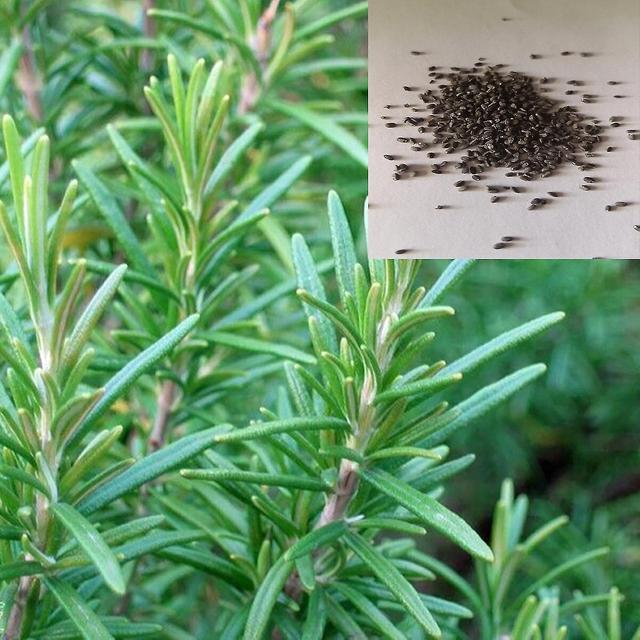 1 Bag Rosemary Seed Fresh Refreshing Seed Natural Perfume Rosmarinus Seed For Manor on Productcaster.