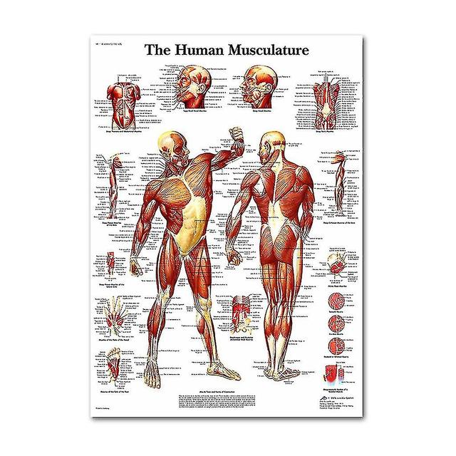 Anatomical Poster Set - Laminated - Muscular, Skeletal, Digestive, Respiratory, Circulatory, Endocrine, Lymphatic, Male & Female Reproductive, Nerv... on Productcaster.