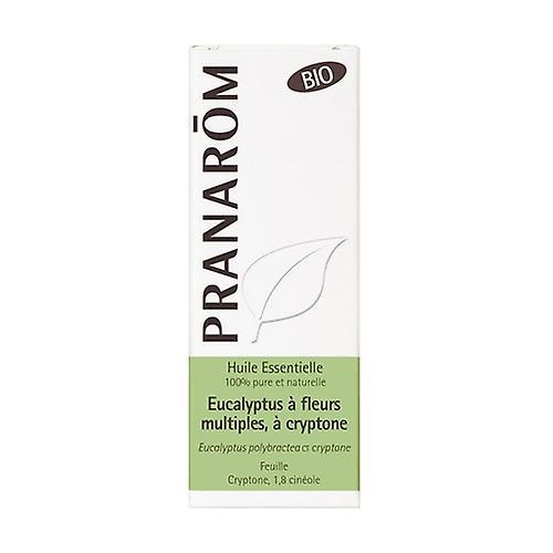 Pranarôm Flower Eucalyptus Essential Oil 10 ml of essential oil (Eucalyptus) on Productcaster.