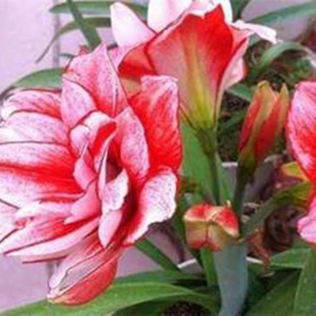 Mimi 20 stks/zak Amaryllis Zaden Snelle Groei Landschapsarchitectuur Non GMO Easy Care Amaryllis Zaden Kamerplanten Tuinbenodigdheden Rood on Productcaster.