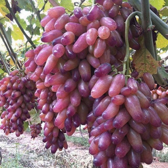 Zerki 50pcs Rare Finger Grape Seeds Advanced Fruit Natural Growth Delicious Balcony on Productcaster.