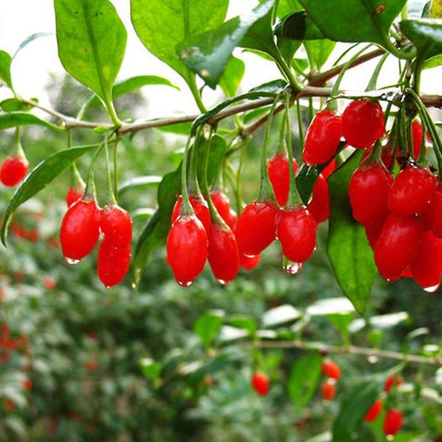 2 x 10Pcs Chinese Barbary Wolfberry Seeds Medlar Goji Berry Lycii Healthy Fruit on Productcaster.