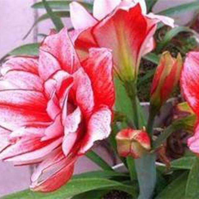 20pcs/bag Amaryllis Seeds Quick Growth Landscaping Non Gmo Easy Care Amaryllis Seeds Houseplants Garden Supplies Red on Productcaster.